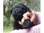 Cucciolo Bergamasco