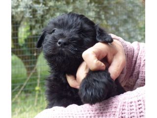Cucciolo Bergamasco