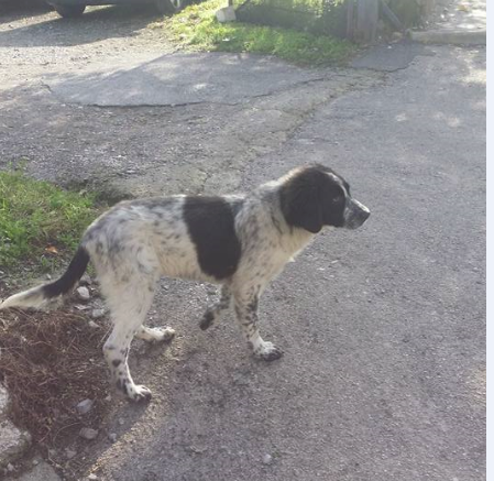 NEBBIA, bellissimo cucciolone - Foto 2