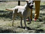 KEVIN, stupendo mix labrador gioioso