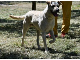 KEVIN, stupendo mix labrador gioioso