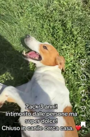 I CUCCIOLI DIMENTICATI ZACK e ZELDA tg medio contenuta, cane in adozione - Foto 5