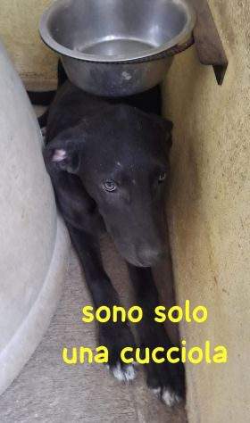 CUCCIOLA NERA – 4 MESI Futura taglia media IN CANILE - Foto 4