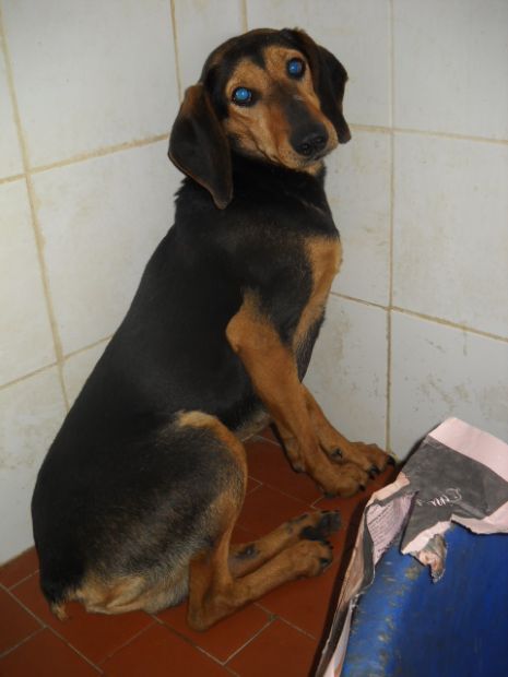 AGO, meraviglioso cucciolotto di segugio - Foto 2