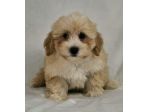 Cuccioli di Maltipoo ideali per bambini e famiglie