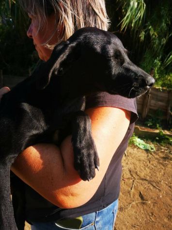 Iole cucciola - Foto 4