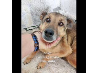 UN'OPPORTUNITA' PER QUESTE ANIME LOKY,  DUCA, NELLO CANI IN ADOZIONE