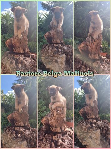 Cuccioli Pastore Belga Malinois Italia. Allevamento in Campania Napoli Salerno