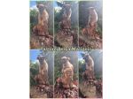 Cuccioli Pastore Belga Malinois Italia. Allevamento in Campania Napoli Salerno