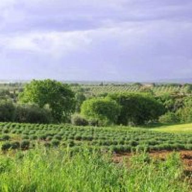 Agriturismo Valicandolina - Foto 2