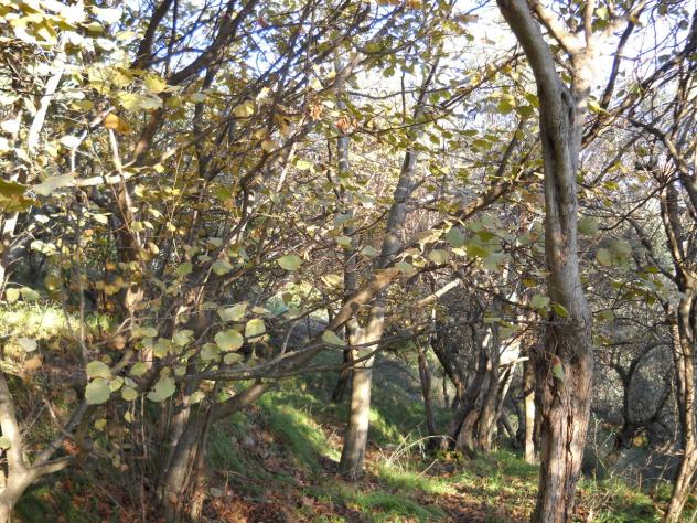 Terreno agricolo in vendita a Luni 2820 mq Rif: 1063771 - Foto 4