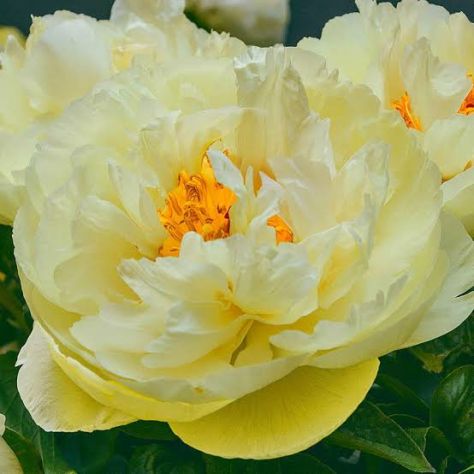 Semi peonie doppie - Foto 6