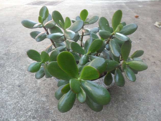 CRASSULA ARBORESCENS - Foto 2