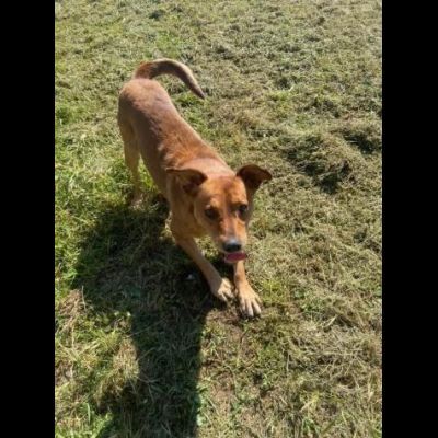 VICTOR TIMIDO E TRANQUILLO, CAGNOLINO IN ADOZIONE - Foto 2