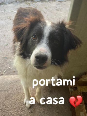 MANDY 3 ANNI 15 KG SIMIL BORDER COLLIE