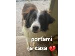 MANDY 3 ANNI 15 KG SIMIL BORDER COLLIE