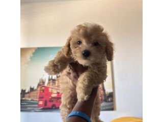 Cuccioli Maltipoo