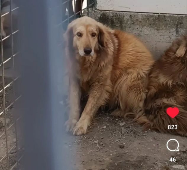 MERLINO E ANACLETO FRATELLI INSEPARABILI CANI IN ADOZIONE DI COPPIA - Foto 4