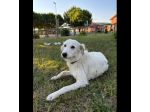 NEVE MERAVIGLIOSA CAGNOLINA IN ADOZIONE