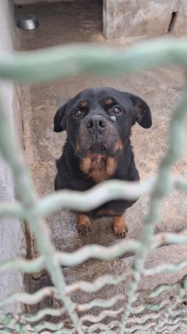 GORY ROTWEILLER 5 ANNI - Foto 3