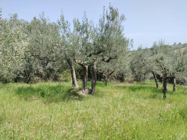 Uliveto in vendita a Mozzagrogna