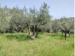 Uliveto in vendita a Mozzagrogna