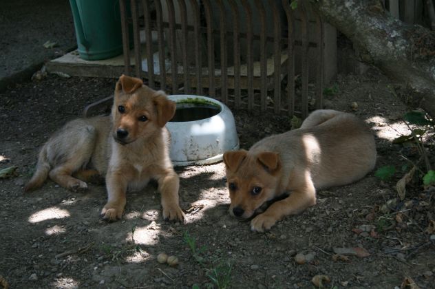 TONY e TIPPI, cucciolini affettuosissimi - Foto 7