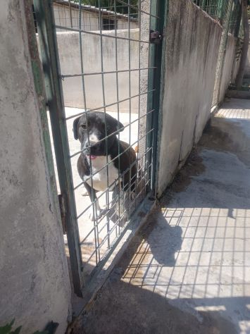 SILVESTRO DOLCISSIMO CANE IN ADOZIONE - Foto 2