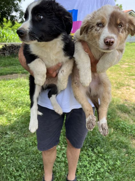 Cuccioli di Border Collie (solo maschietti) - Foto 4