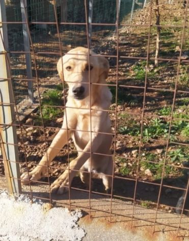 Speck 2anni dal recinto al canile! CALABRIA SOS - Foto 3