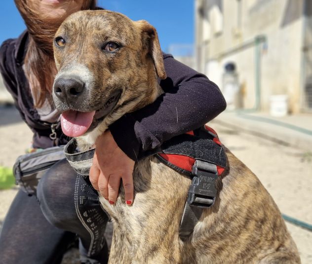 Shenny , cucciola rimasta da sola in canile senza le sue sorelle - Foto 4