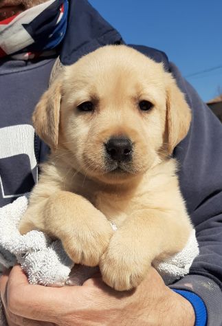 LABRADOR RETRIEVER - Foto 2