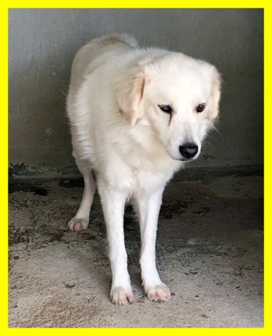 TRUMAN, MIX MAREMMANO DOLCISSIMO SOLO IN CERCA CASA - Foto 5