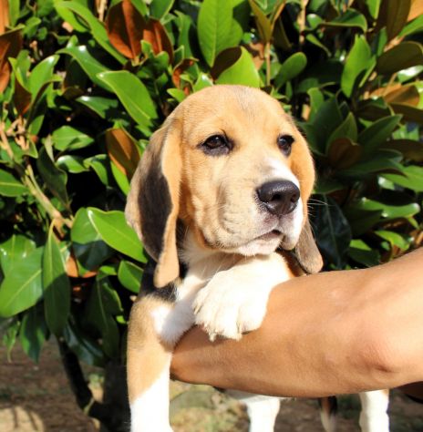 Cucciola Beagle