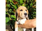 Cucciola Beagle