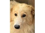 UN'OCCASIONE PER ARMANDINO: cane in adozione nato nel dicembre 2023