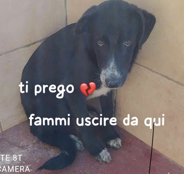 THOR 5 ANNI Taglia medio grande IN CANILE DA 4 ANNI - Foto 3