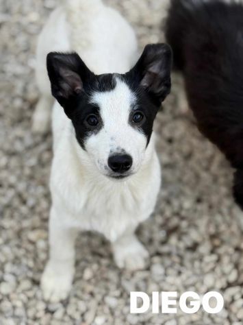 DIEGO, nanetto fifoncello. TG PICCOLA, zampacorta - Foto 2