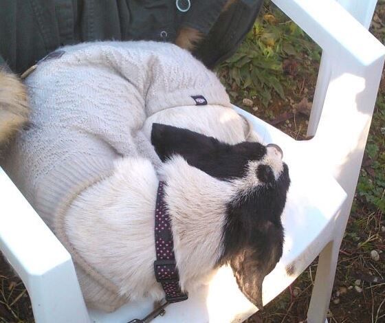 NINO, cagnolino coccolone - Foto 4