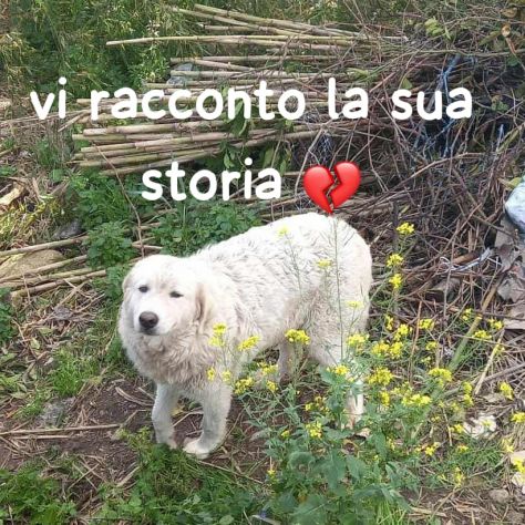 ORA RINCHIUSA IN CANILE - Foto 4