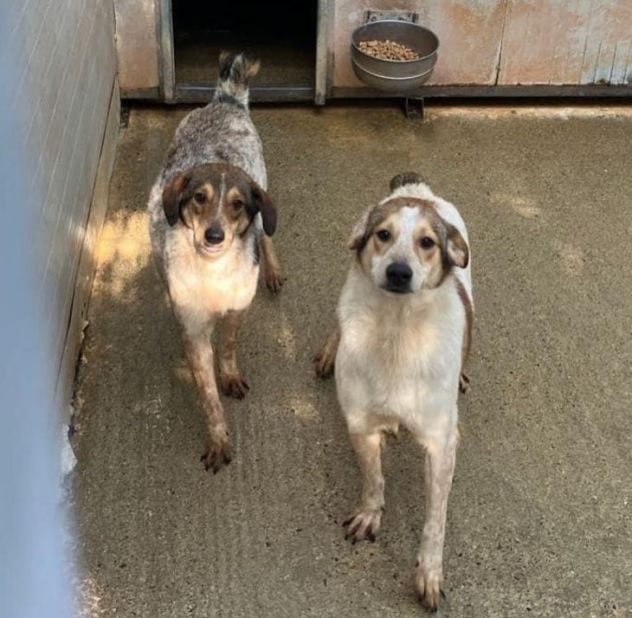 ELVIS E COOKY CAGNOLINI IN ADOZIONE - Foto 7