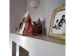 La Casina dei Gatti