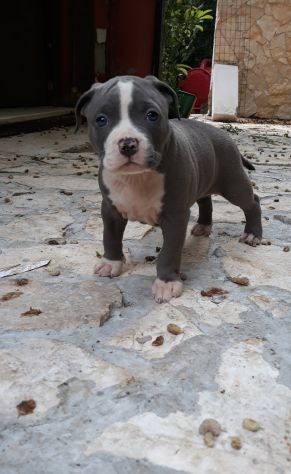 Cuccioli Amstaff Blu con pedigree in Puglia Bari Lecce Taranto Foggia - Foto 2