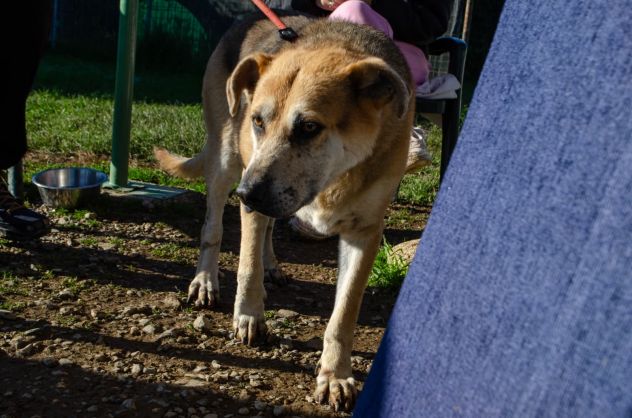 THEO, 7 ANNI, IL SUO PROPRIETARIO HA UNA BRUTTA MALATTIA E LUI CERCA CASA!! - Foto 3