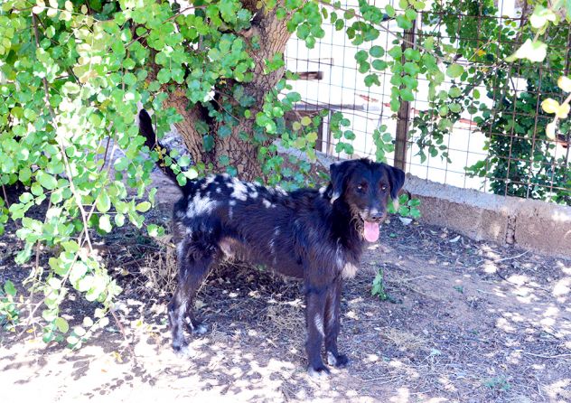 Jerry dolcissimo spinone in adozione