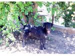 Jerry dolcissimo spinone in adozione