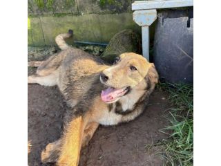 JOHNNY DOLCISSIMO LUPETTO CERCA CASA CUCCIOLO IN ADOZIONE