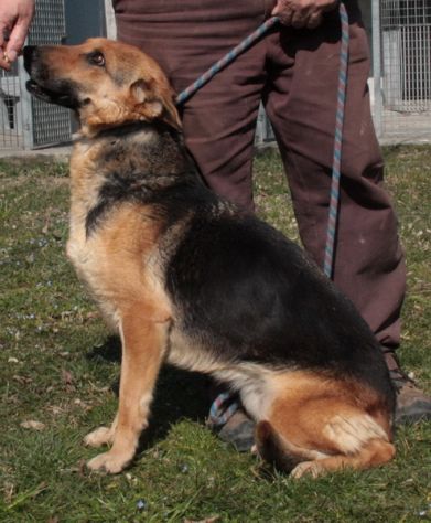 ZELDA, mix Pastore Tedesco affettuosissima - Foto 2