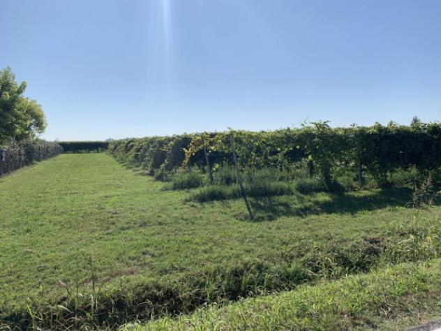 Terreno di 25000 m² in vendita a Rolo - Foto 5