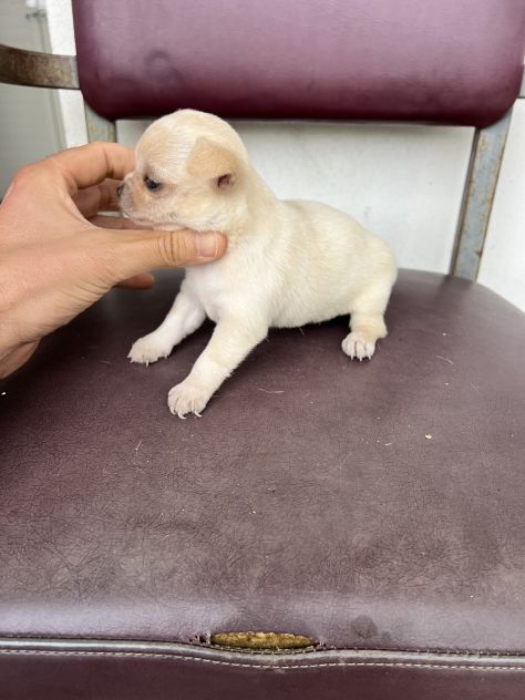 Chihuahua Toy Femmina - Foto 2
